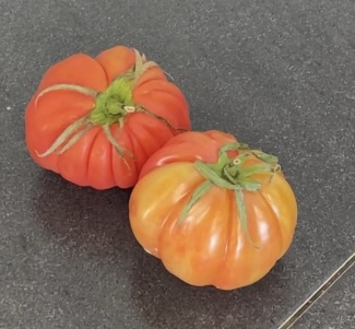Tomates para sofrito de paella
